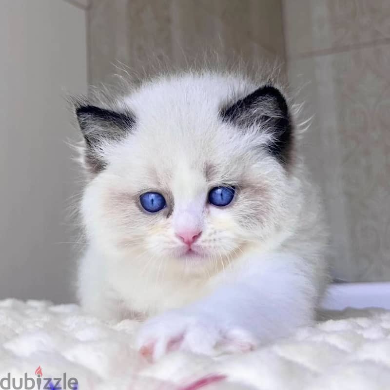 Ragdoll Kitten 3