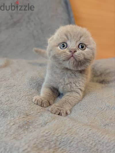 Scottish Fold