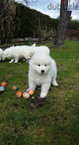 Whatsapp Me +972555074990 Samoyed Puppies 1