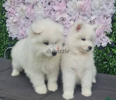 Whatsapp Me +972555074990 Samoyed Puppies