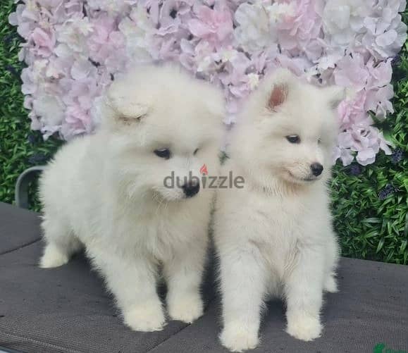 Whatsapp Me +972555074990 Samoyed Puppies 0