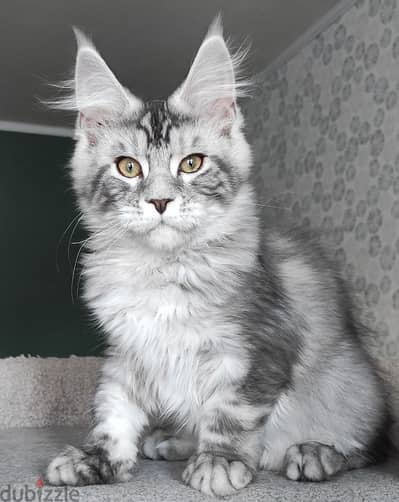 Mainecoon