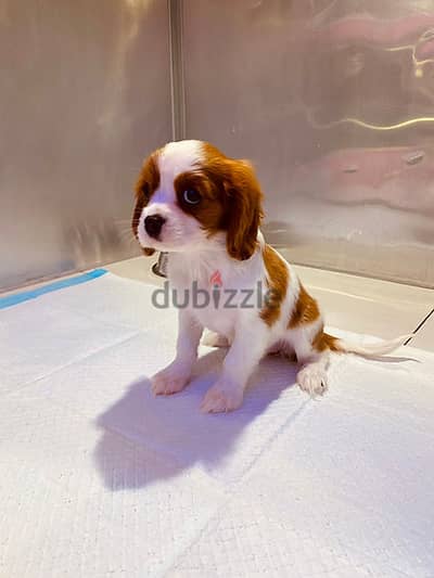 Cavalier King Charles Spaniel