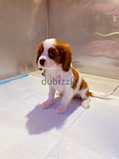 Cavalier King Charles Spaniel 0