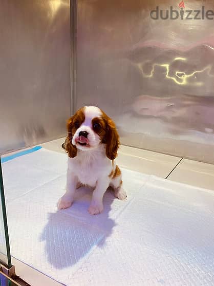 Cavalier King Charles Spaniel 1