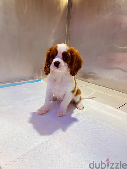 Cavalier King Charles Spaniel 2