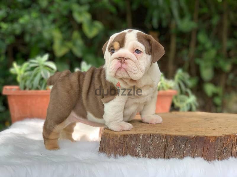 English bulldog puppies 0