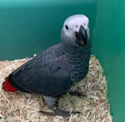 African Grey Parrot(Congo)