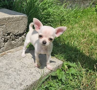 Whatsapp Me +966588993320 Chihuahua Puppies