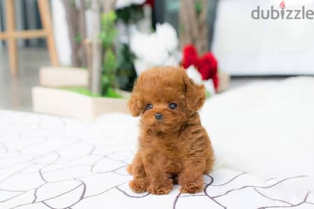 Tcup Poodle for sale