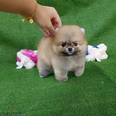 Cream male Pomeranian for sale