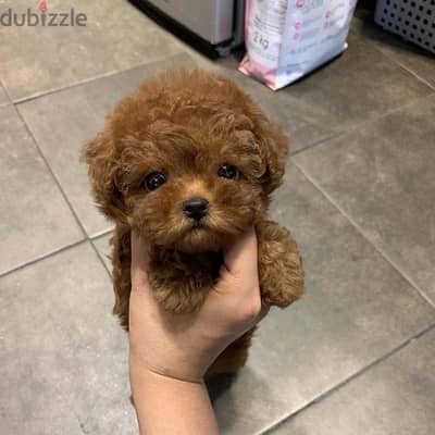 Female Poodle puppy for sale