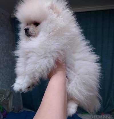 Purebred Pomeranian puppy