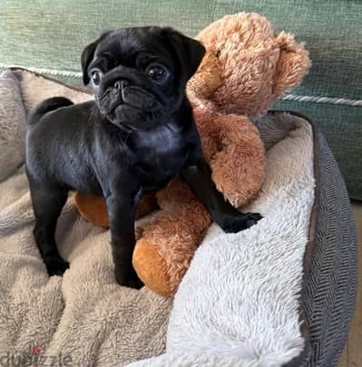 Purebred Pug puppy for sale