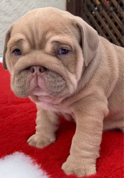 English bulldog puppies