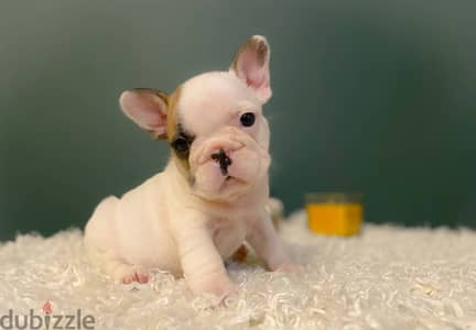 French bulldog puppies