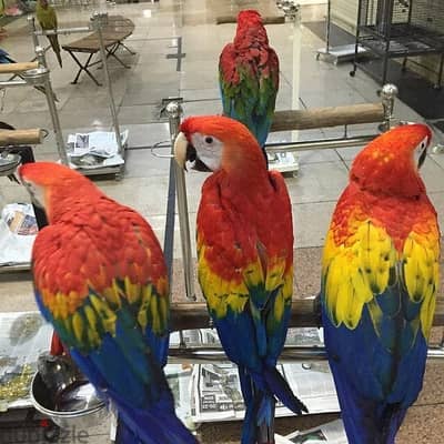 Baby Scarlet Macaw Parrots For Sale