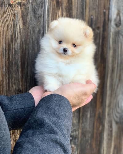 Playful Pomeranian puppy