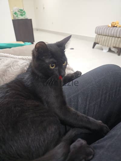 Black cat needs new home