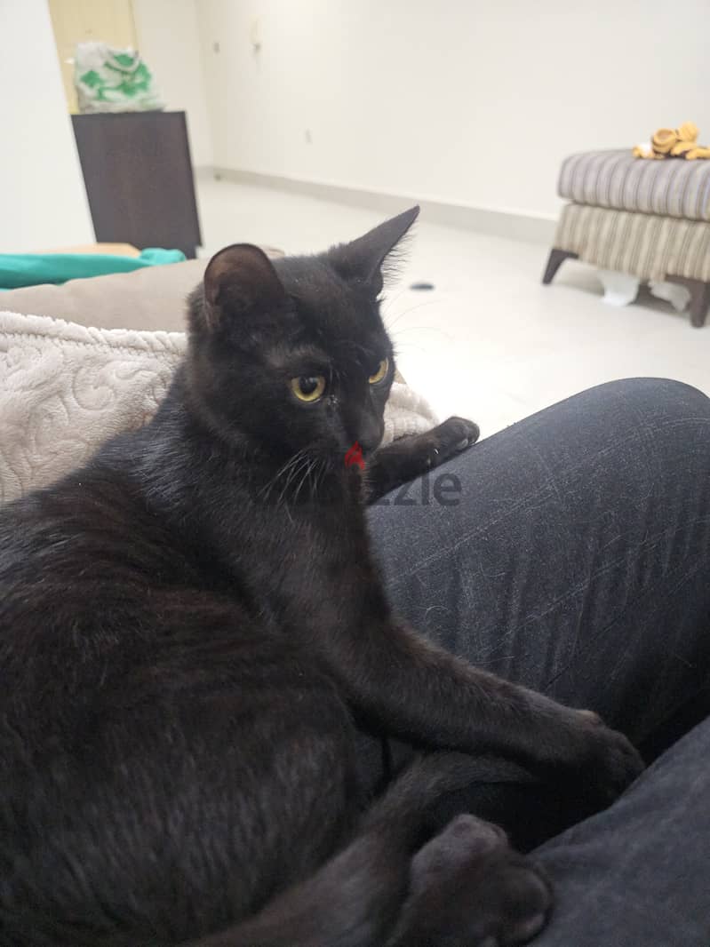 Black cat needs new home 0