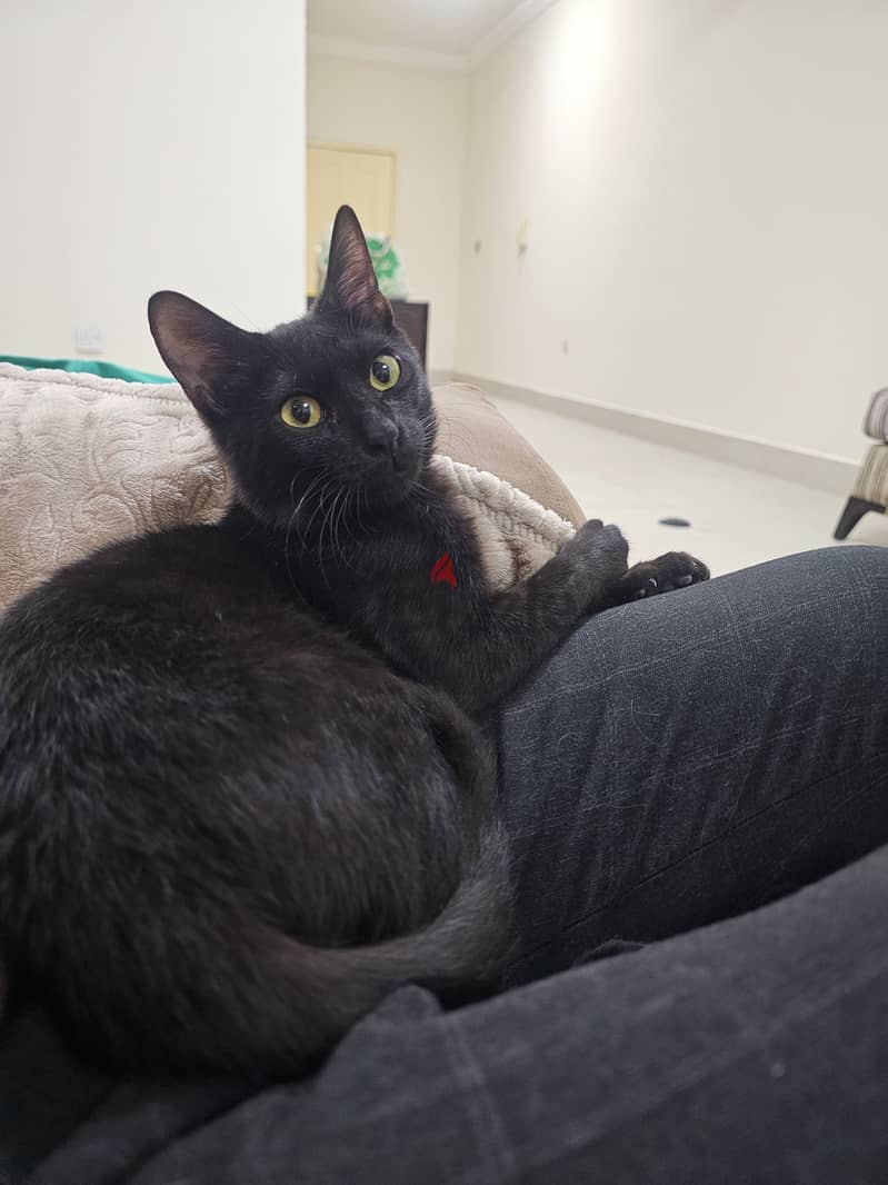 Black cat needs new home 1