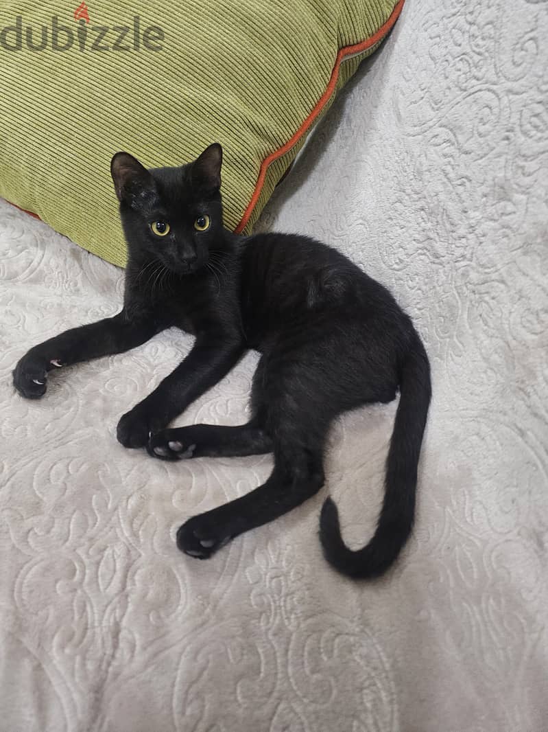 Black cat needs new home 4