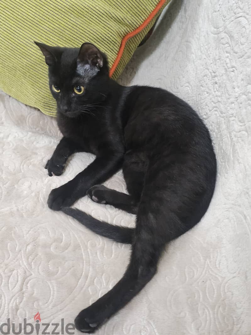 Black cat needs new home 5