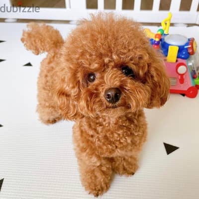 Poodle puppy available