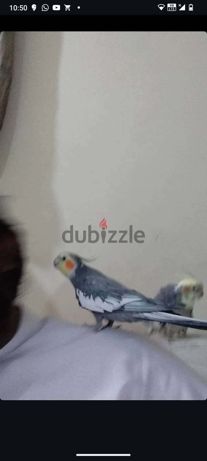 Cockatiel pair 2
