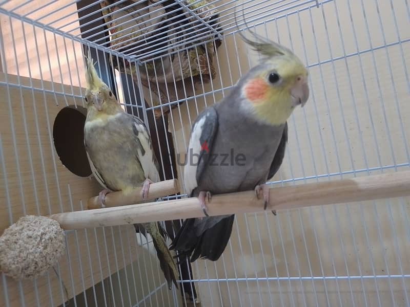 Cockatiel pair 3