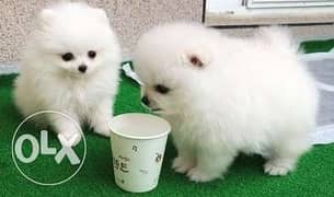 Stunning male and female teacup Pomeranian puppies 0