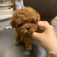 To,y Poodle puppies. . WHATSAPP. +1 (484) 718‑9164‬