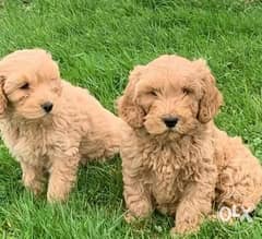 Cockapoo Puppies For Sale 0