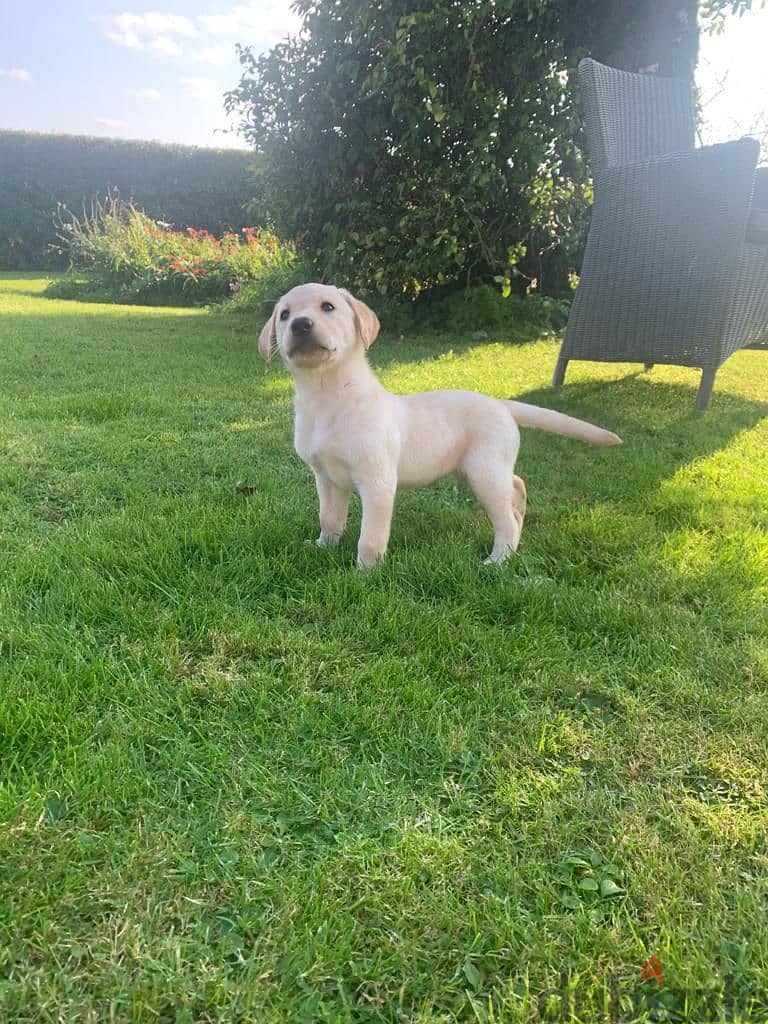 Whatsapp me +97452005696 Pure Labrador puppies for sale - Dogs - 120336298
