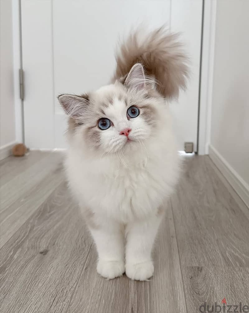 Purebred Ragdoll – Female | Healthy, Affectionate For Adoption - Cats ...