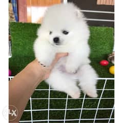 Pure White & cream Poms puppy’s for sale 0