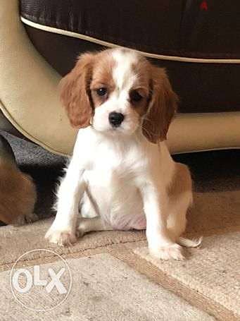 Health Checked Tri Cavalier King Puppies for Adoption