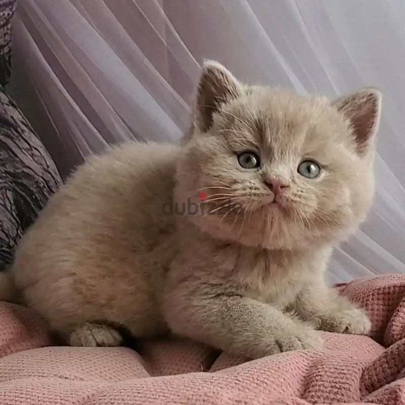 قطة بريتيش شورت هير جروّة452651031200409601