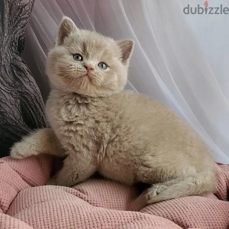 قطة بريتيش شورت هير جروّة452651031200409602