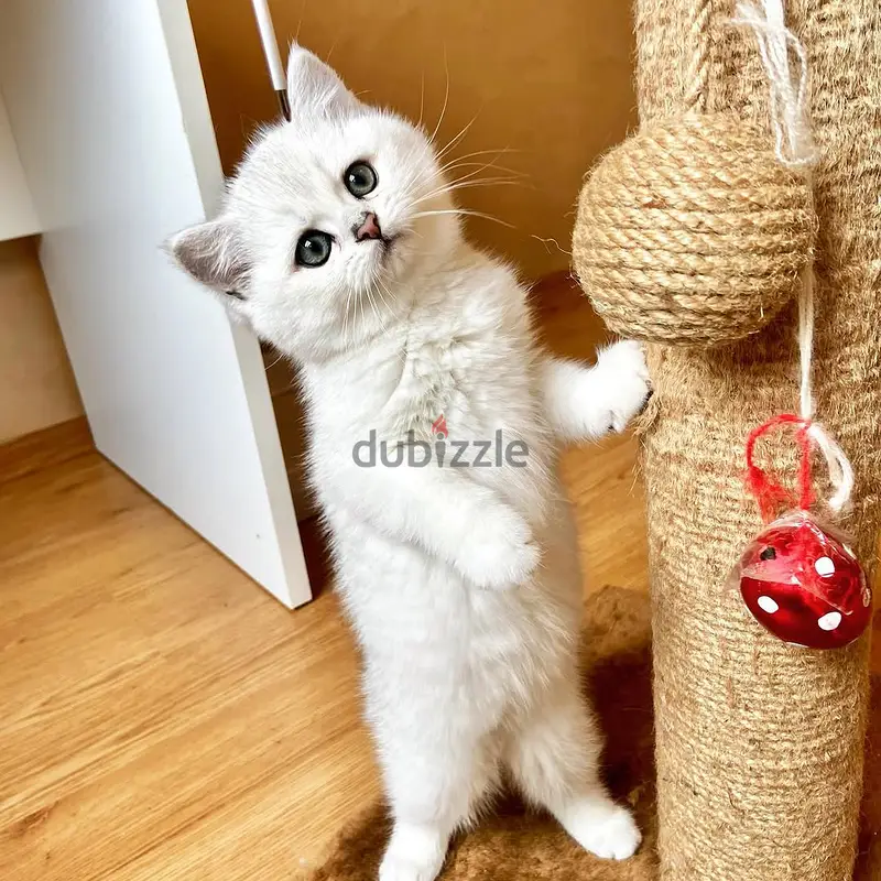 British Shorthair Kittens for Sale in Qatar71606839460678697416151041