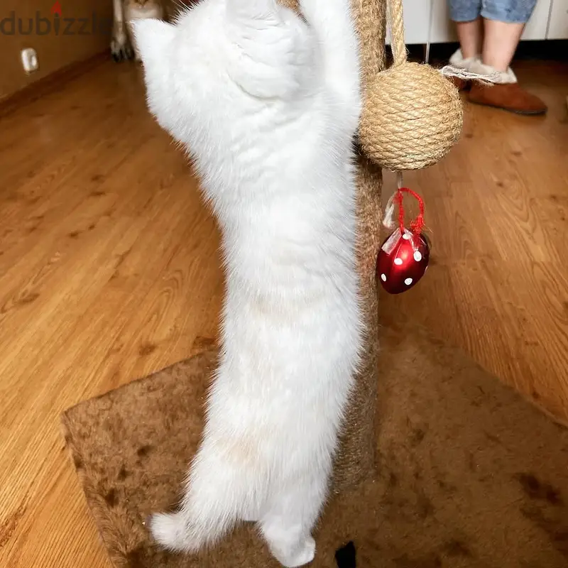 British Shorthair Kittens for Sale in Qatar71606839460678697416151043