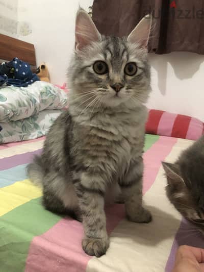 PERSIAN KITTENS FOR SALE