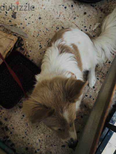 Male dogs