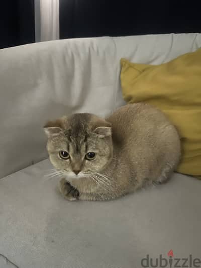 2 cats , in need of a loving home . Groomed fed and cleaned