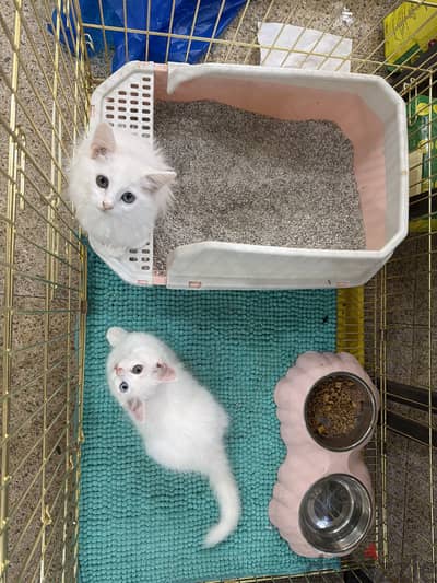 Russian sherazi cats and Scottish cats