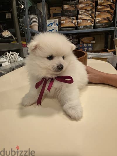 Pure breed pomeranian