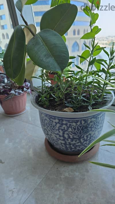 Rubber plant in decorative ceramic pot