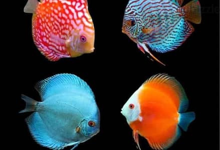 Beautiful & Vibrant Colorful Fish for Sale!  أسماك زينة ملونة ورائعة ل