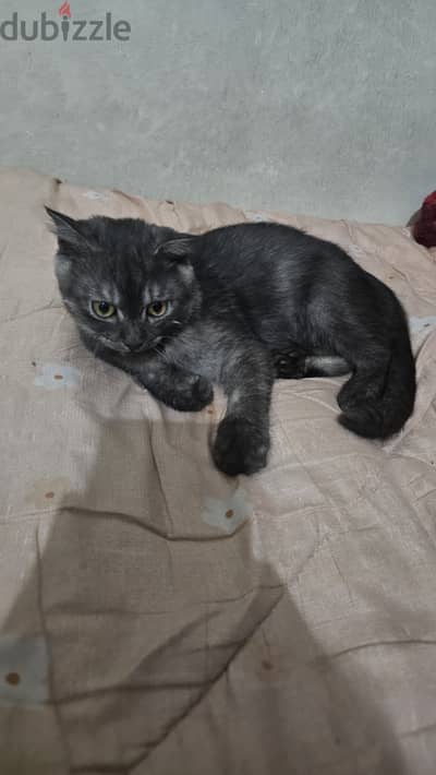 3months old. . male. . british shorthair mix