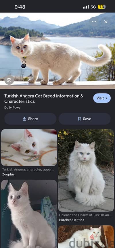 Turkish angora odd eyes male